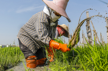 Rice Farmers Take On Climate Change (THAI Rice NAMA) - Giz.de